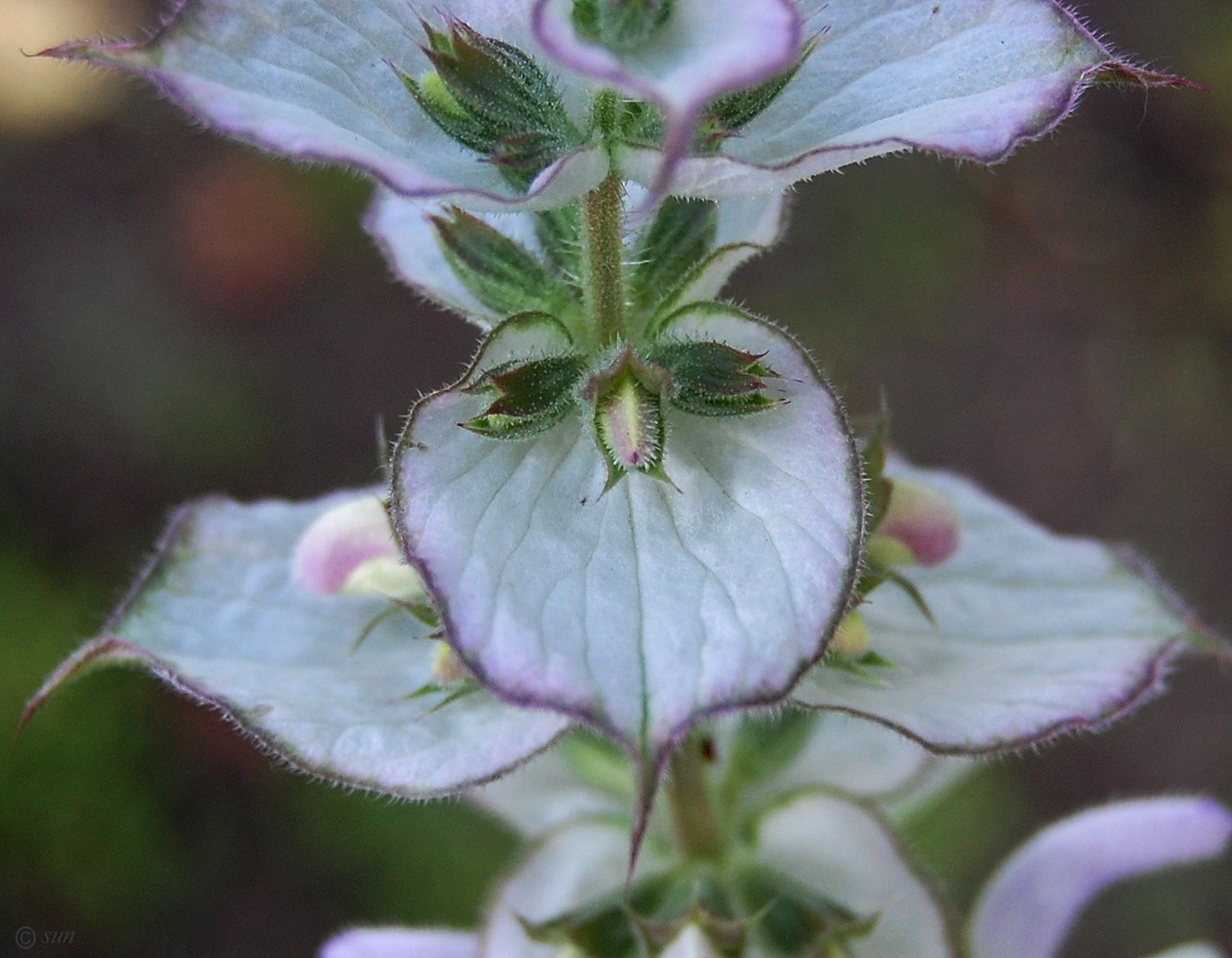 Image of Salvia sclarea specimen.