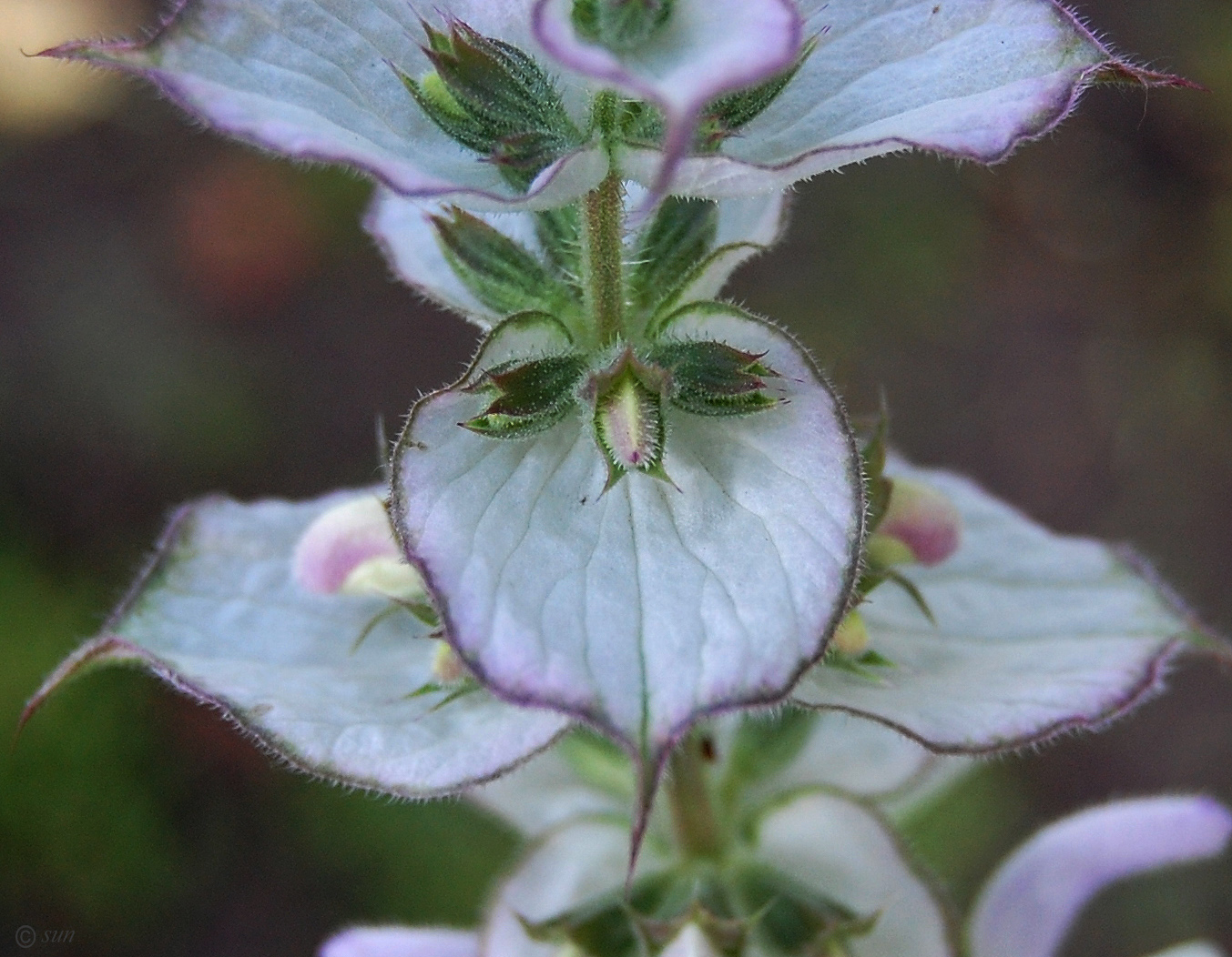 Изображение особи Salvia sclarea.