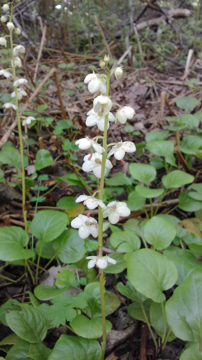 Image of Pyrola rotundifolia specimen.