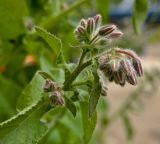 Borago officinalis. Нераспустившееся соцветие. Пермь, Свердловский р-н, в озеленении двора. 5 июля 2017 г.