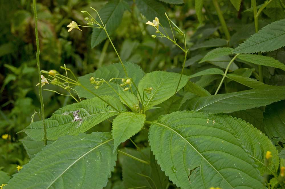 Изображение особи Impatiens parviflora.