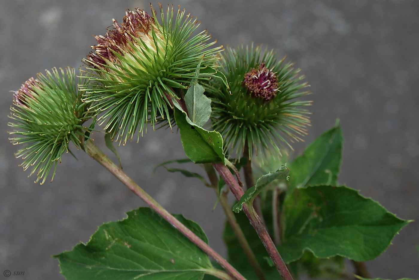 Изображение особи Arctium lappa.