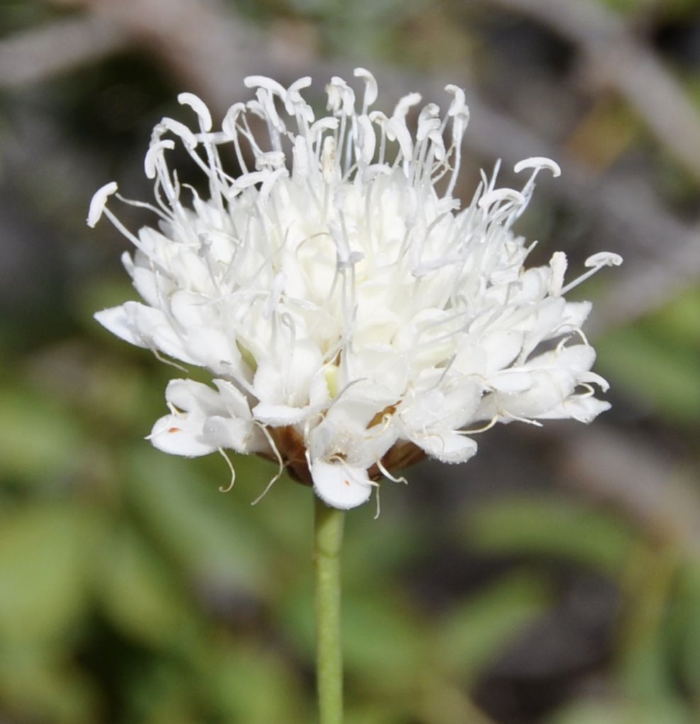 Изображение особи Cephalaria leucantha.