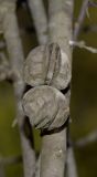 Hakea multilineata