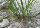 Elymus buschianus