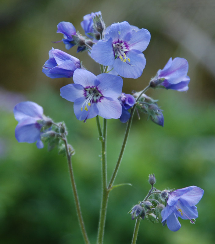 Изображение особи Polemonium caeruleum.