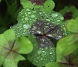 Oxalis tetraphylla