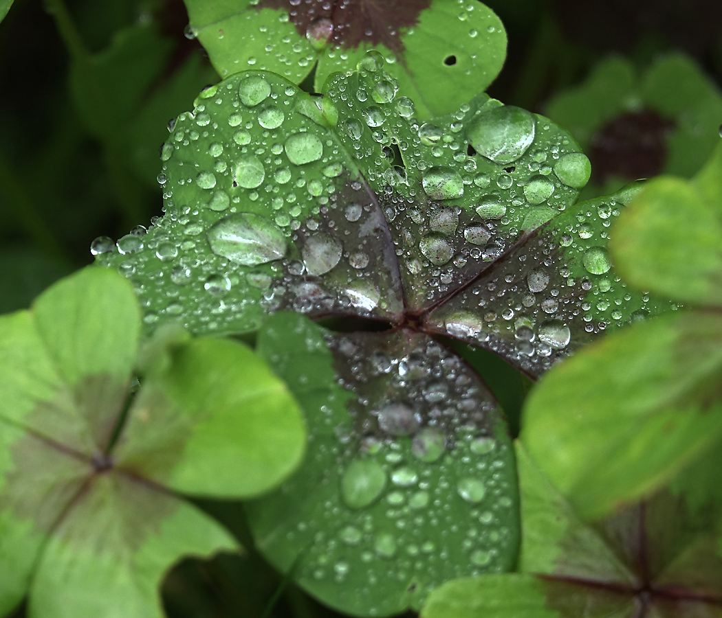 Изображение особи Oxalis tetraphylla.