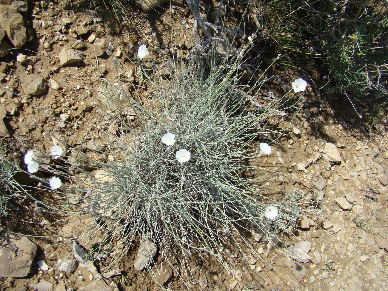 Изображение особи Convolvulus krauseanus.