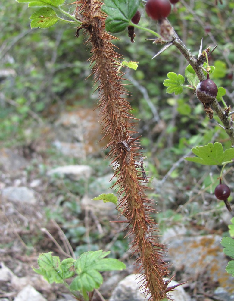 Изображение особи Grossularia reclinata.