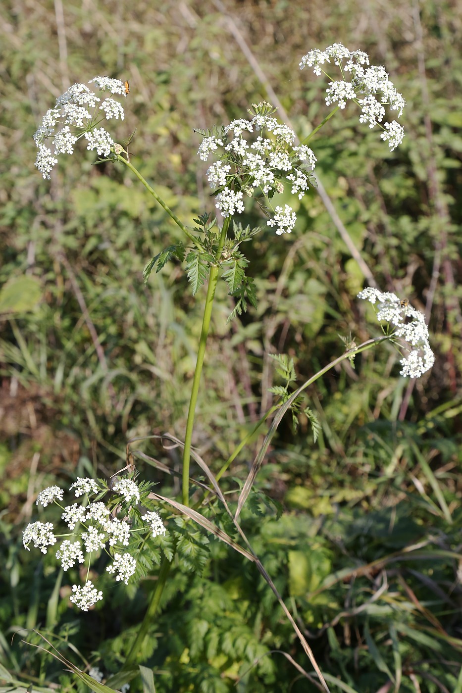 Изображение особи Anthriscus sylvestris.