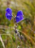 Aconitum nemorum