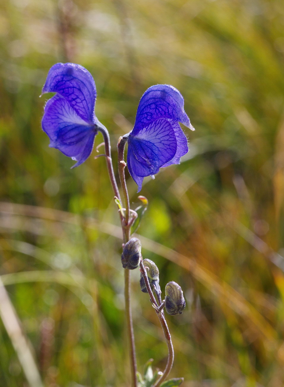 Image of Aconitum nemorum specimen.
