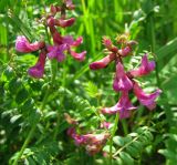 Vicia sepium