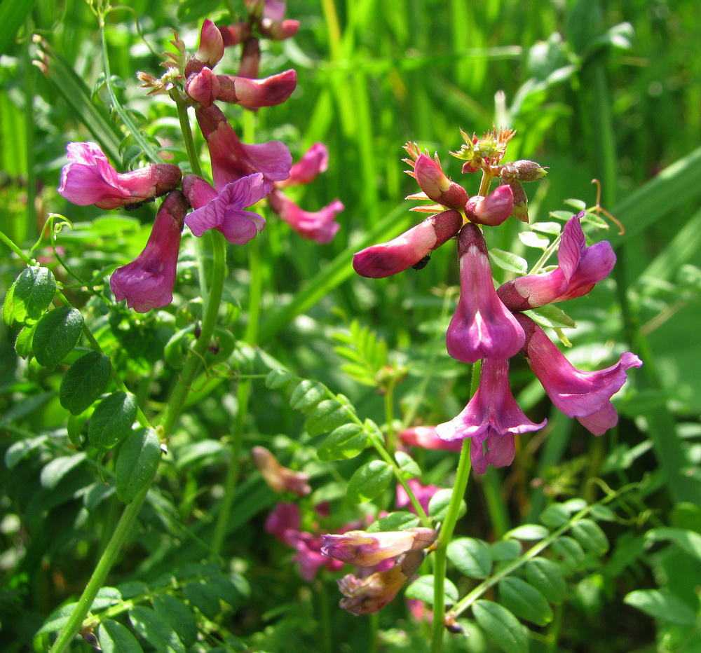 Image of Vicia sepium specimen.