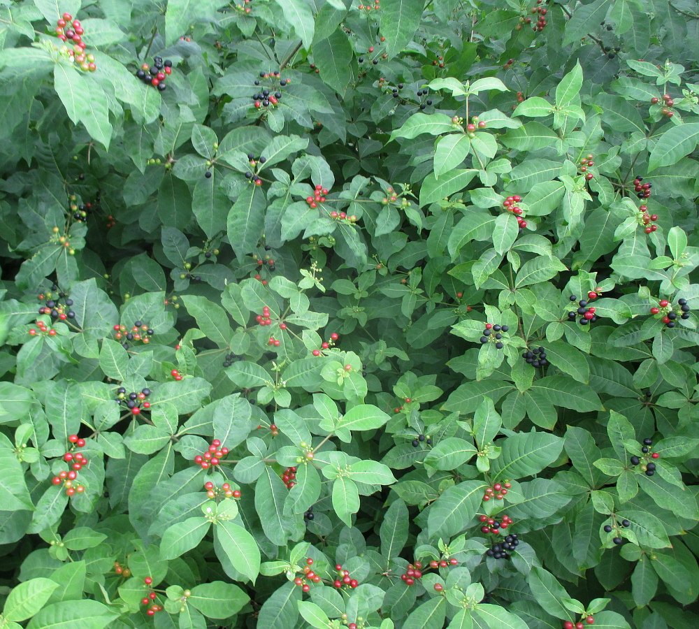 Изображение особи Rauvolfia tetraphylla.