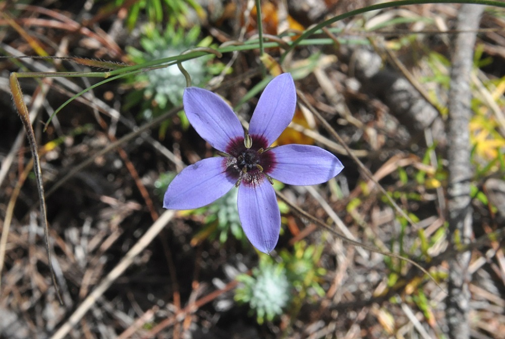 Изображение особи Pseudocodon graminifolius.