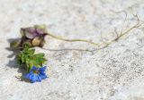 Gentiana squarrosa