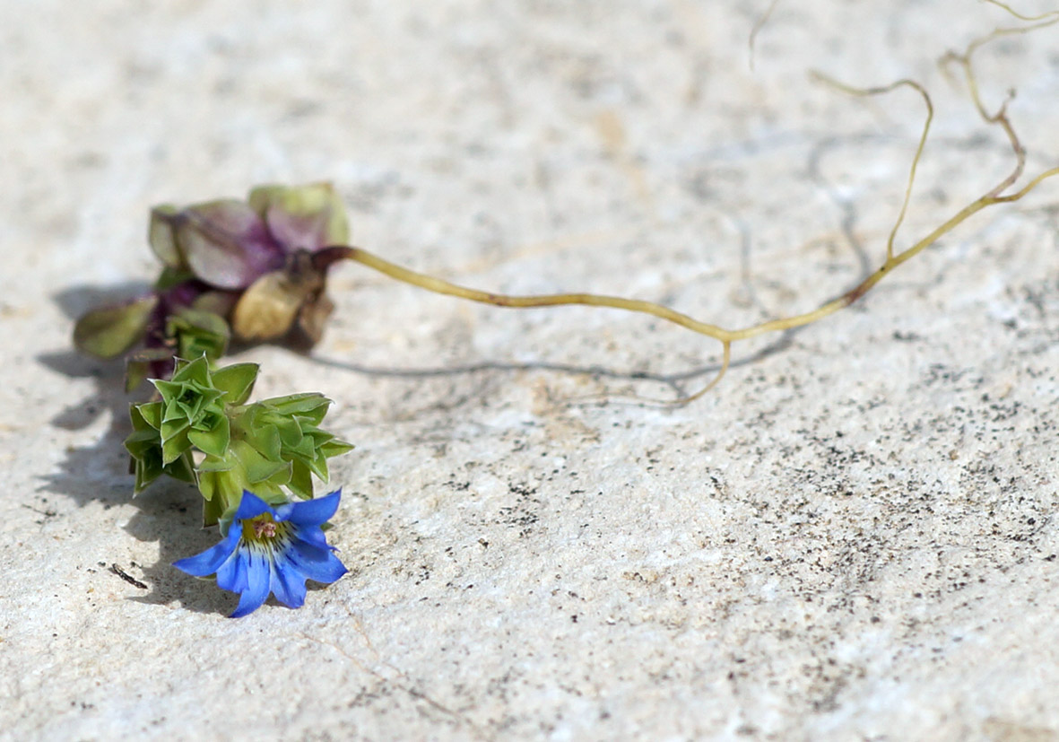 Изображение особи Gentiana squarrosa.