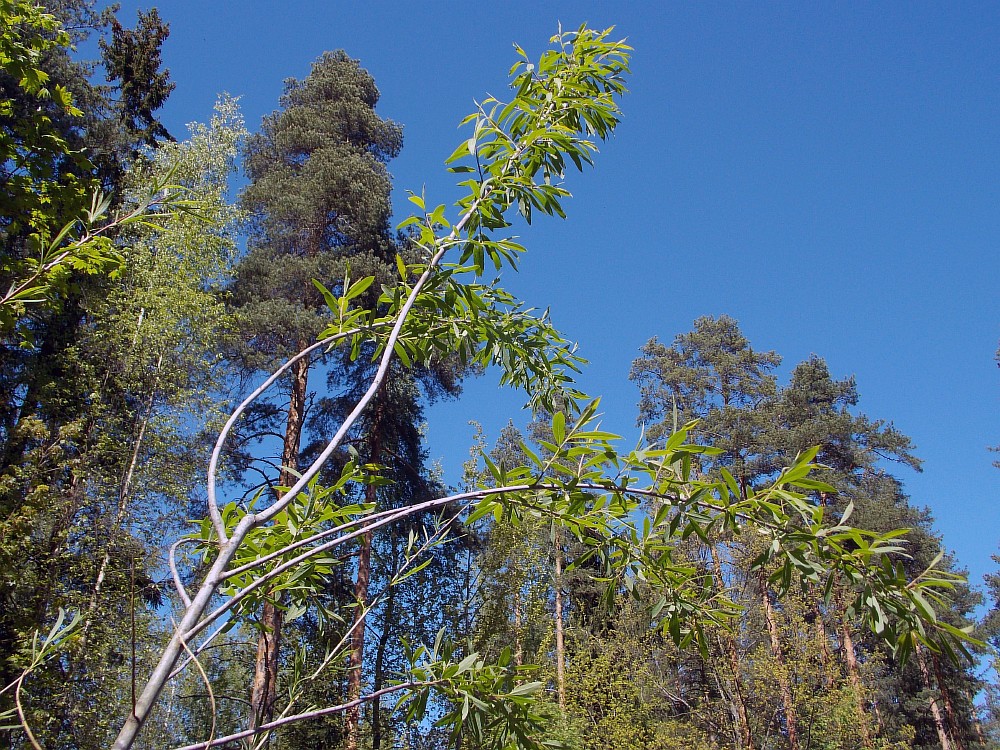 Image of Chosenia arbutifolia specimen.