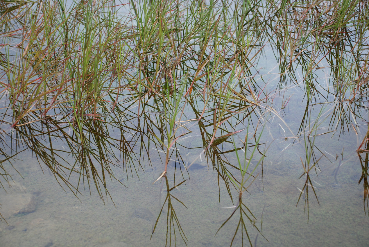 Image of Arctophila fulva specimen.