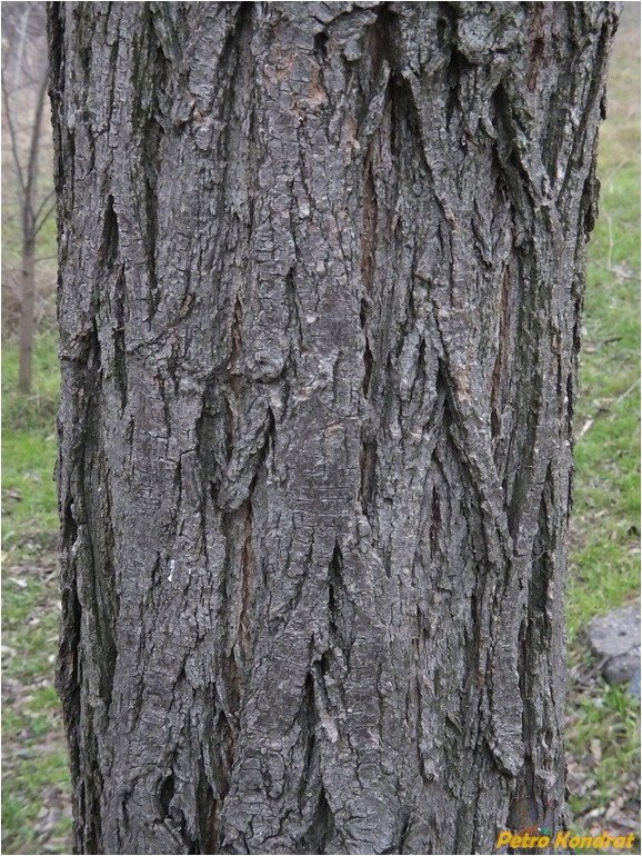 Image of genus Robinia specimen.