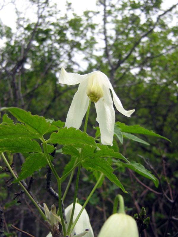Image of Atragene sibirica specimen.