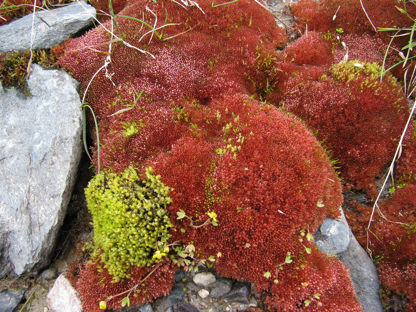 Изображение особи Bryum cryophilum.