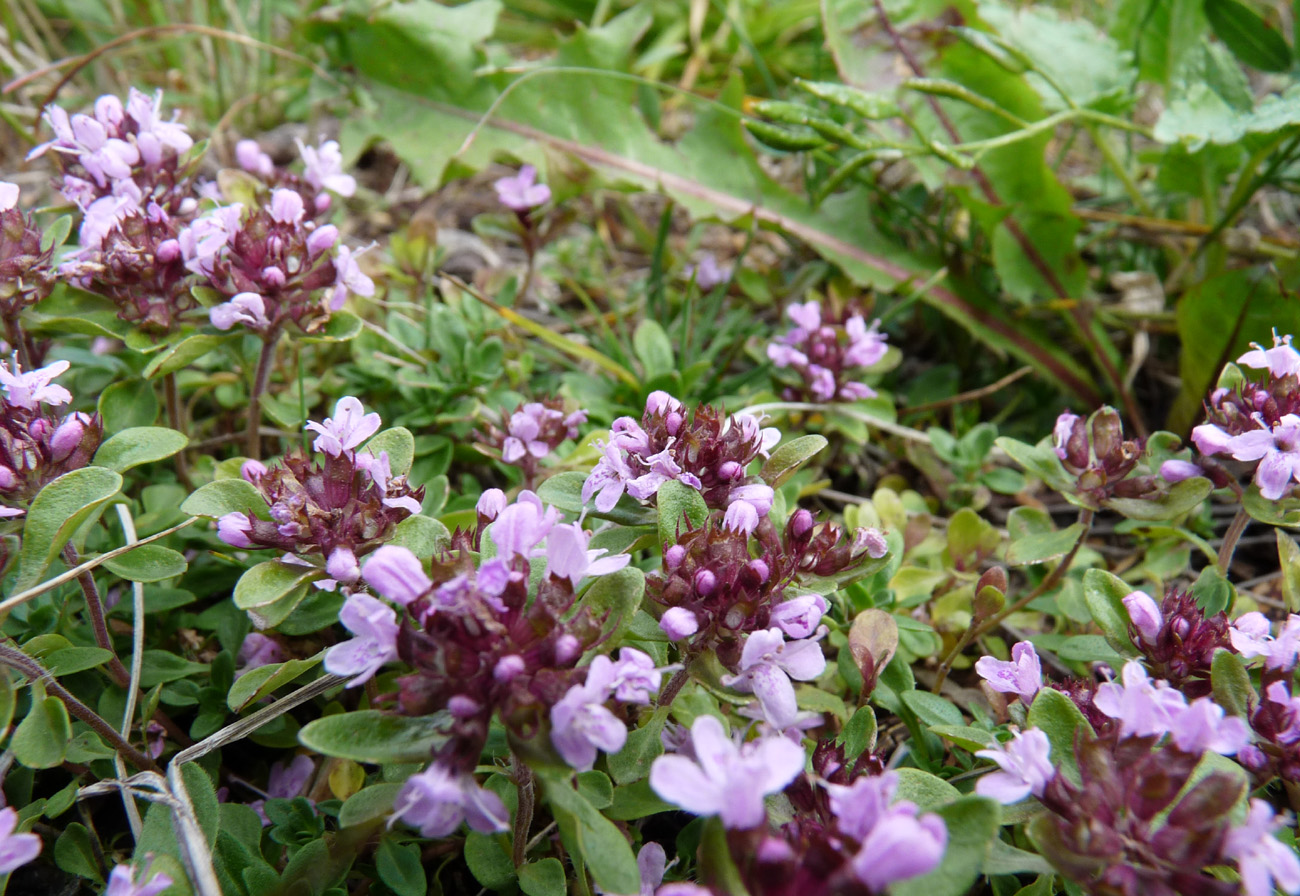 Изображение особи род Thymus.