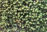 Marchantia polymorpha. Талломы с женскими подставками. Архангельская обл., Вельский р-н, окр. ст. Солга, ж.-д. насыпь. 16.07.2011.
