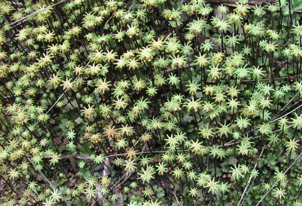 Image of Marchantia polymorpha specimen.