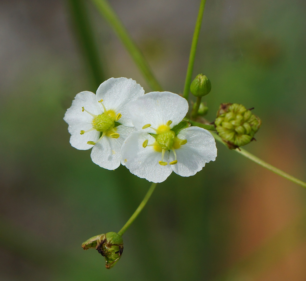 Изображение особи Alisma plantago-aquatica.