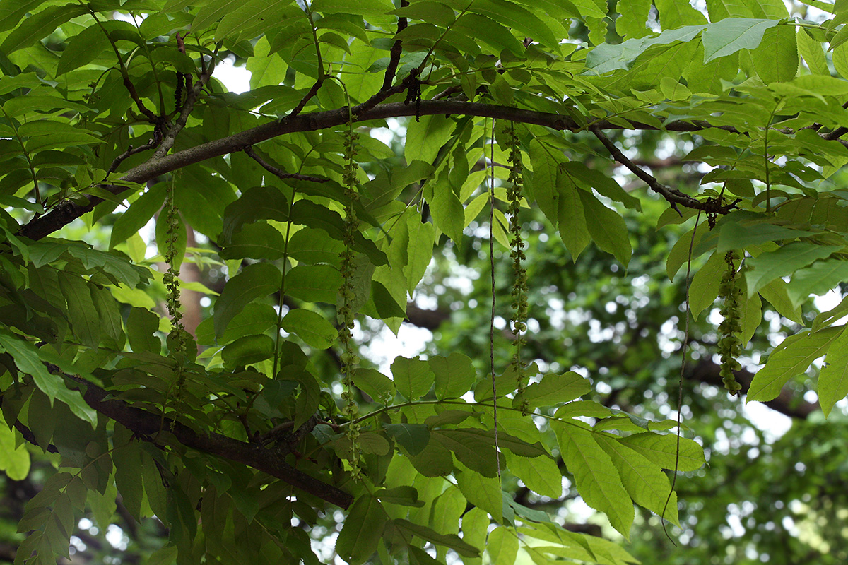 Image of Pterocarya fraxinifolia specimen.