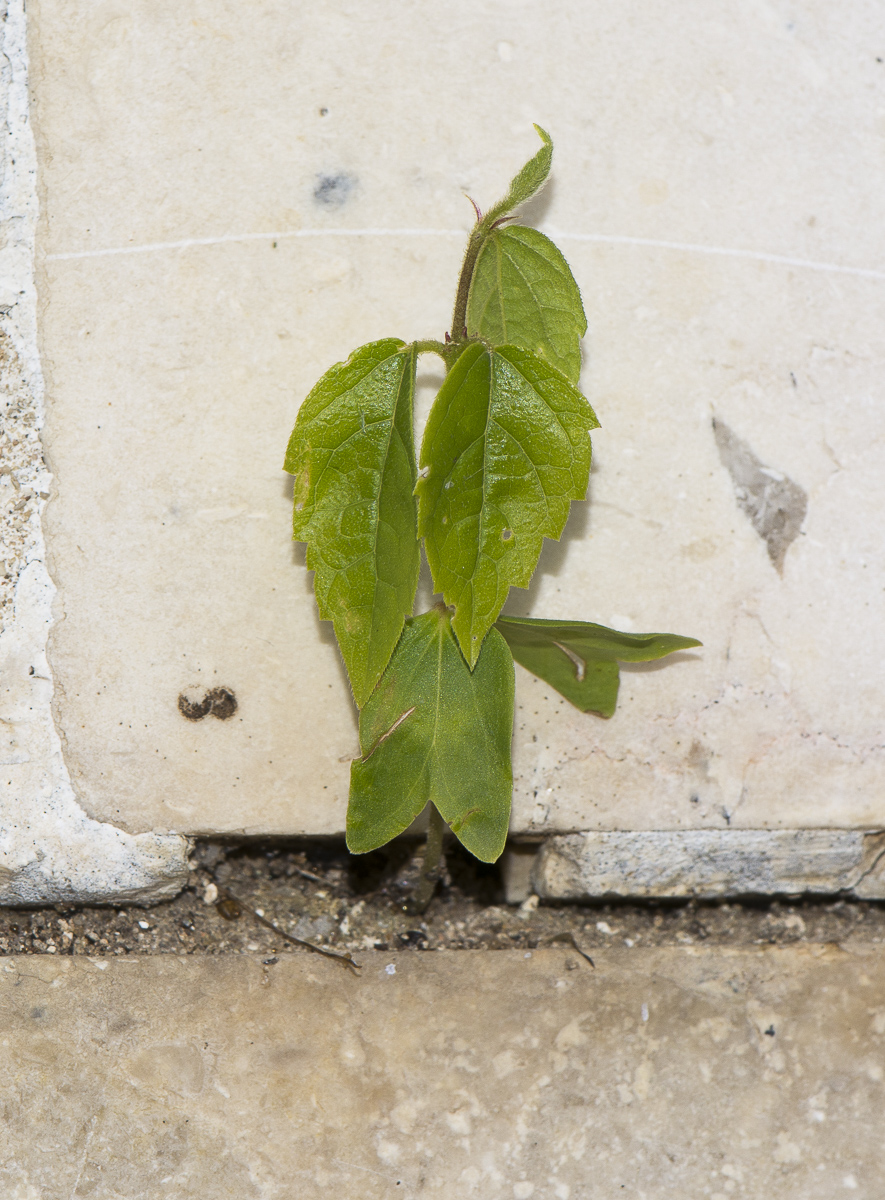 Image of Mercurialis annua specimen.