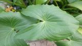 Sagittaria montevidensis