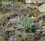 Oxytropis turczaninovii