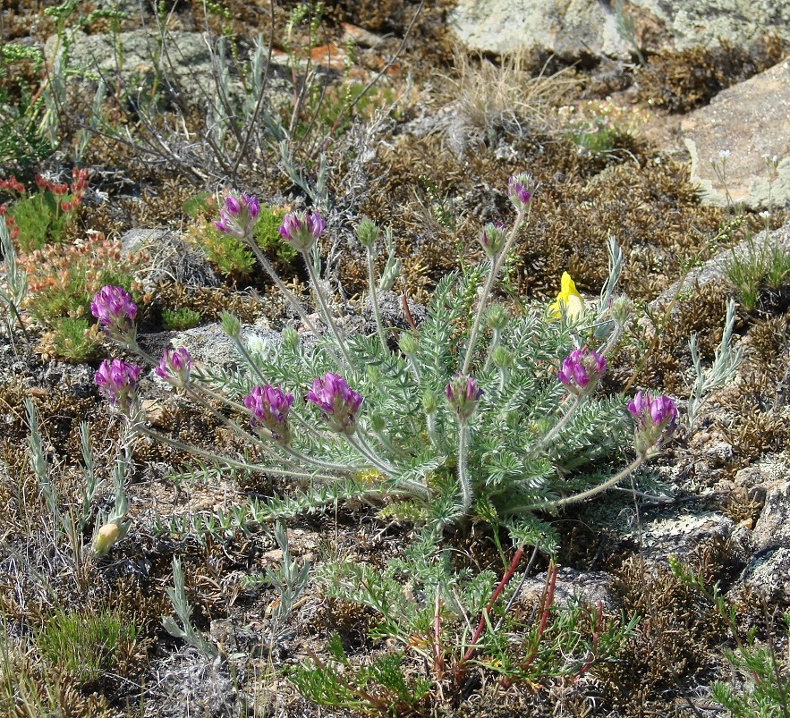 Изображение особи Oxytropis turczaninovii.