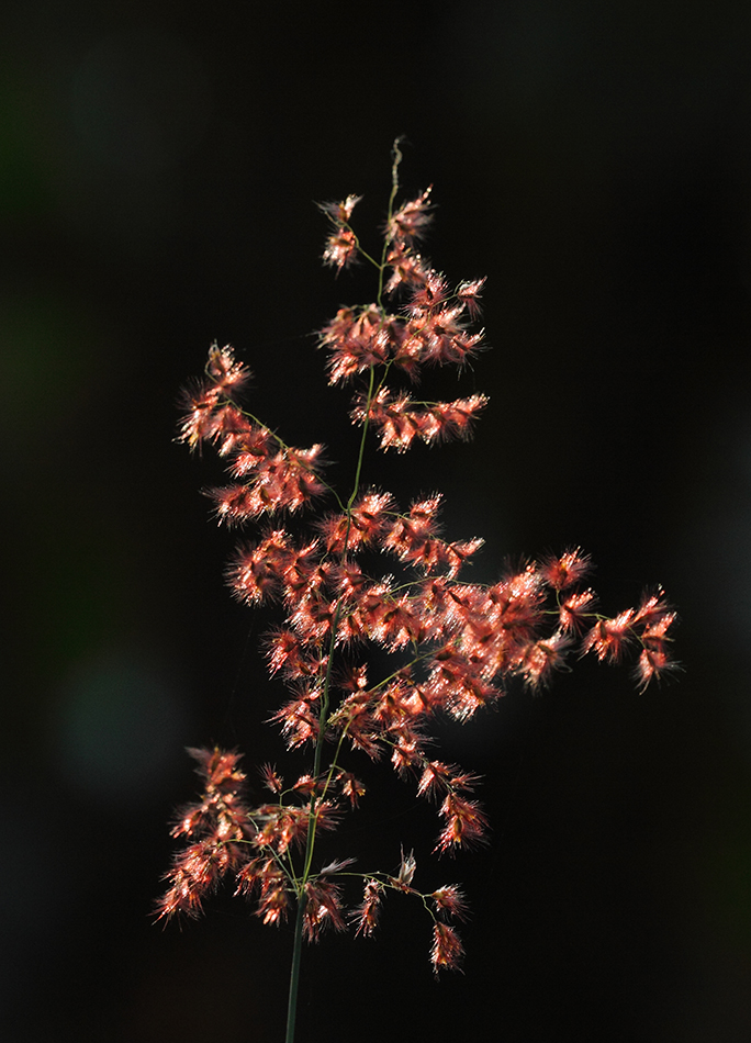 Изображение особи семейство Poaceae.