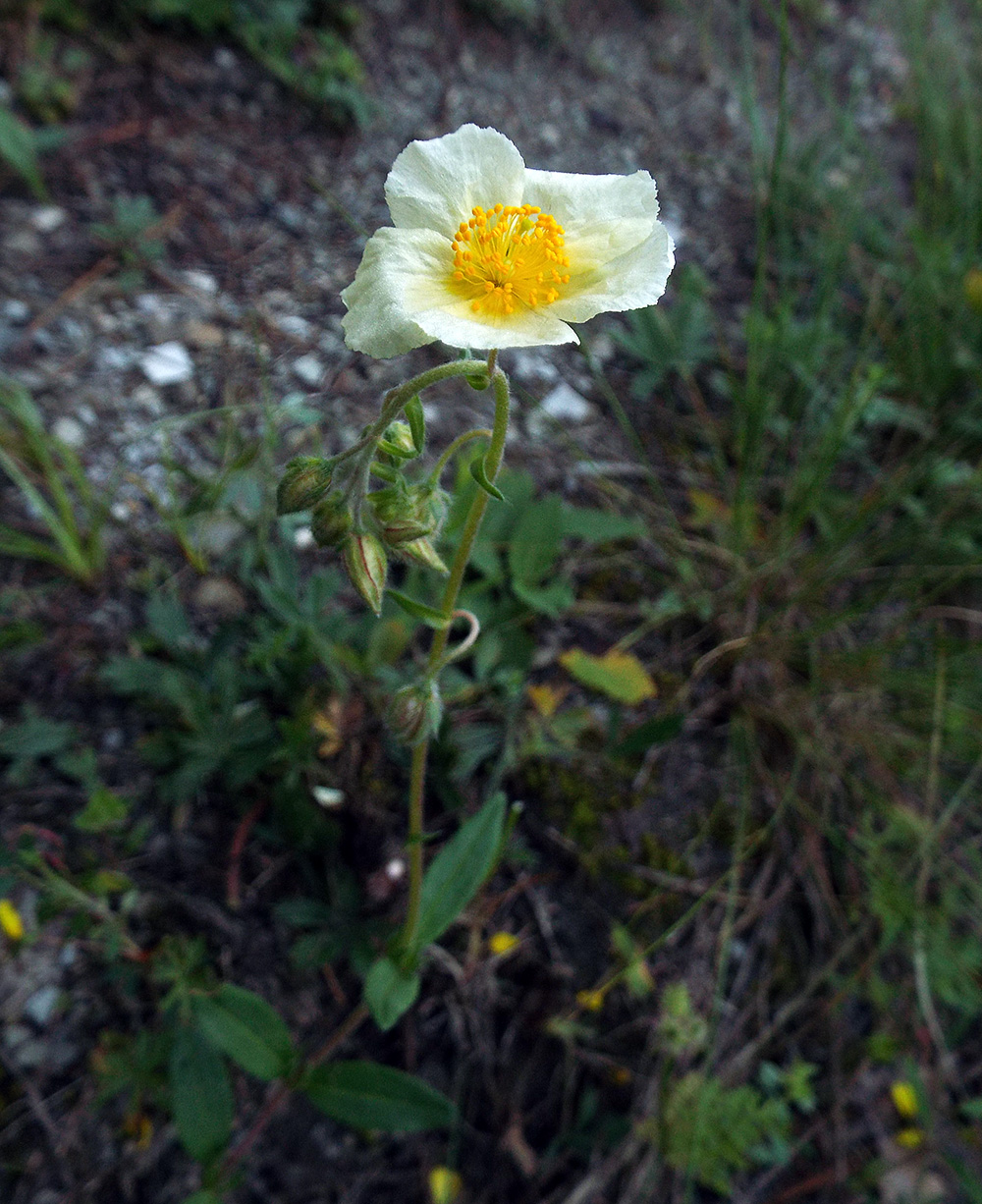 Image of Helianthemum nummularium specimen.