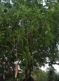 Kigelia pinnata. Ветви плодоносящего дерева. Малайзия, Куала-Лумпур, в культуре. 13.05.2017.