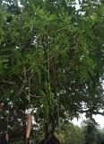 Kigelia pinnata