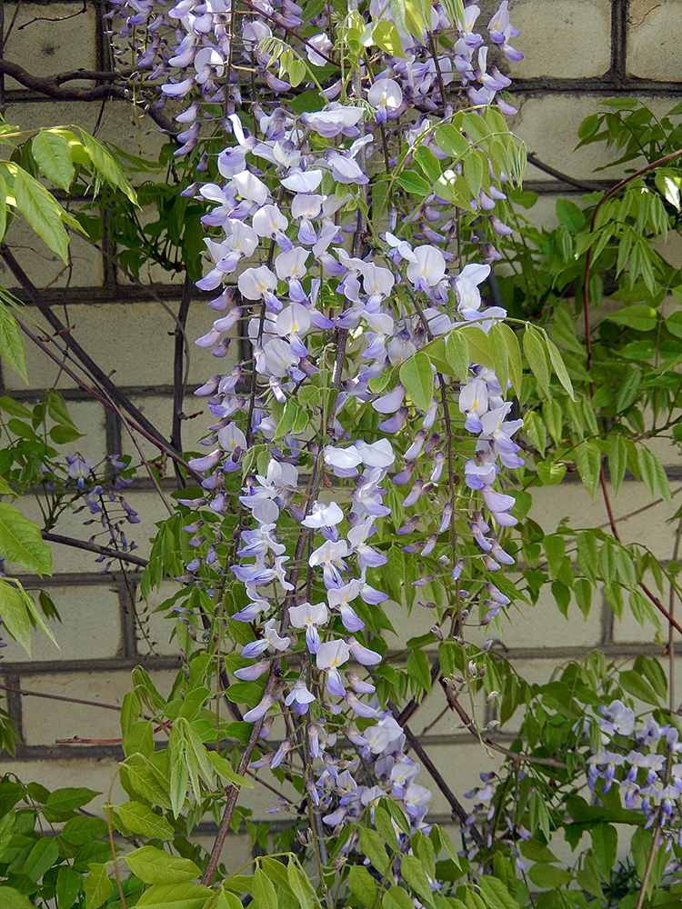 Image of Wisteria sinensis specimen.