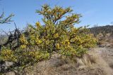Vachellia farnesiana
