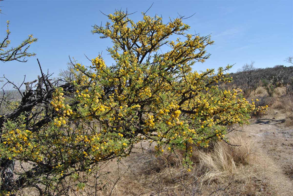 Изображение особи Vachellia farnesiana.