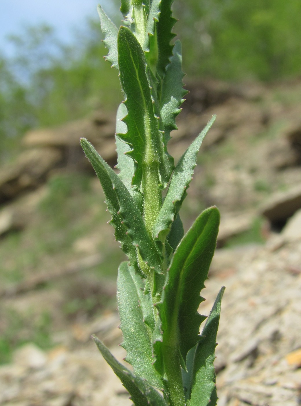 Изображение особи Lepidium campestre.