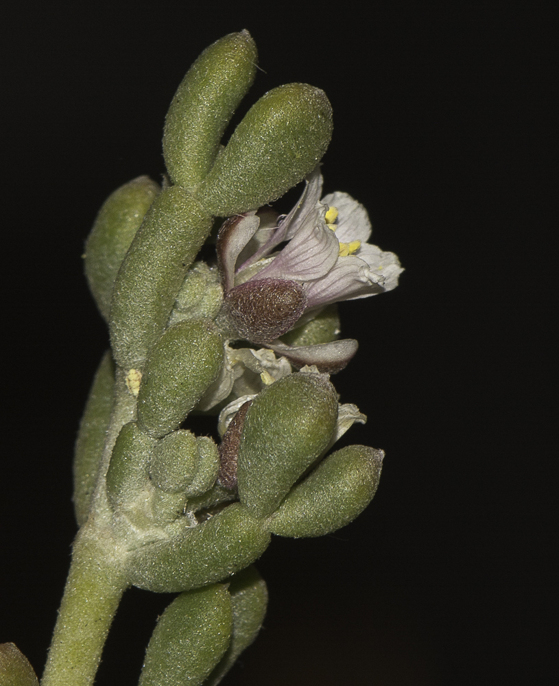 Изображение особи Tetraena gaetula.