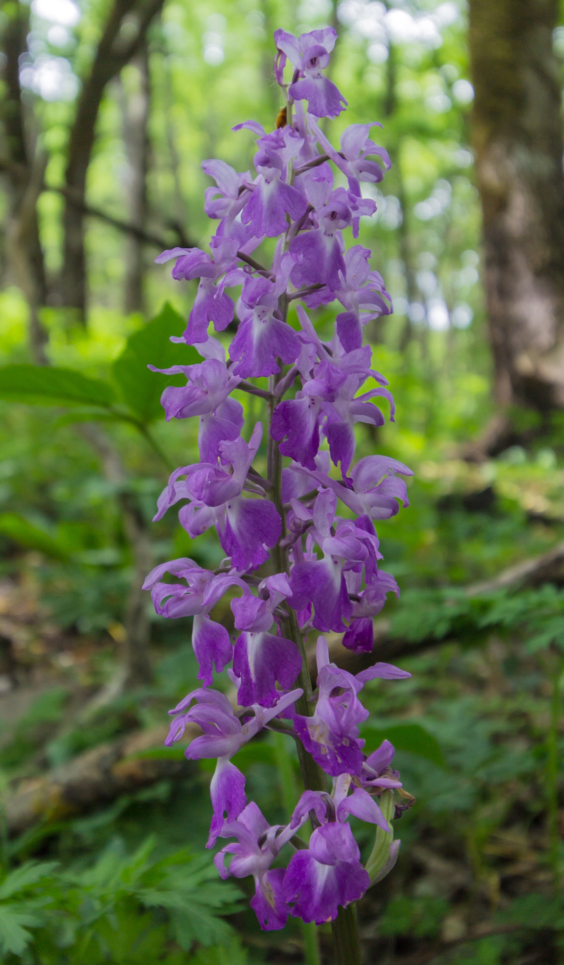 Изображение особи Orchis mascula.