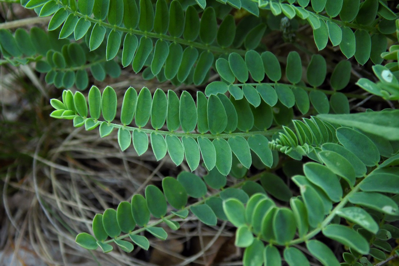 Image of Astragalus demetrii specimen.