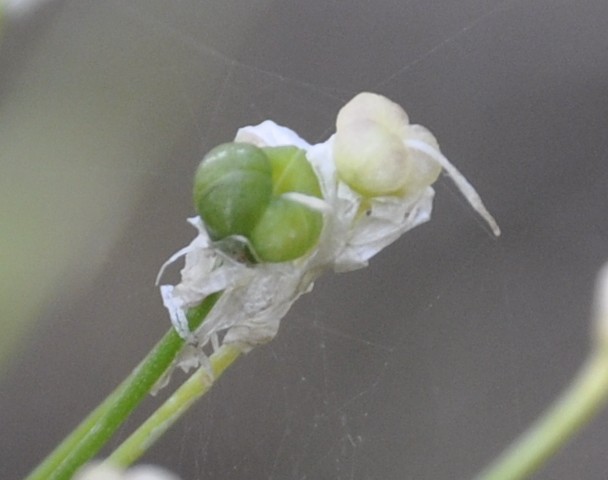 Image of Allium subhirsutum specimen.