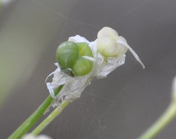 Изображение особи Allium subhirsutum.